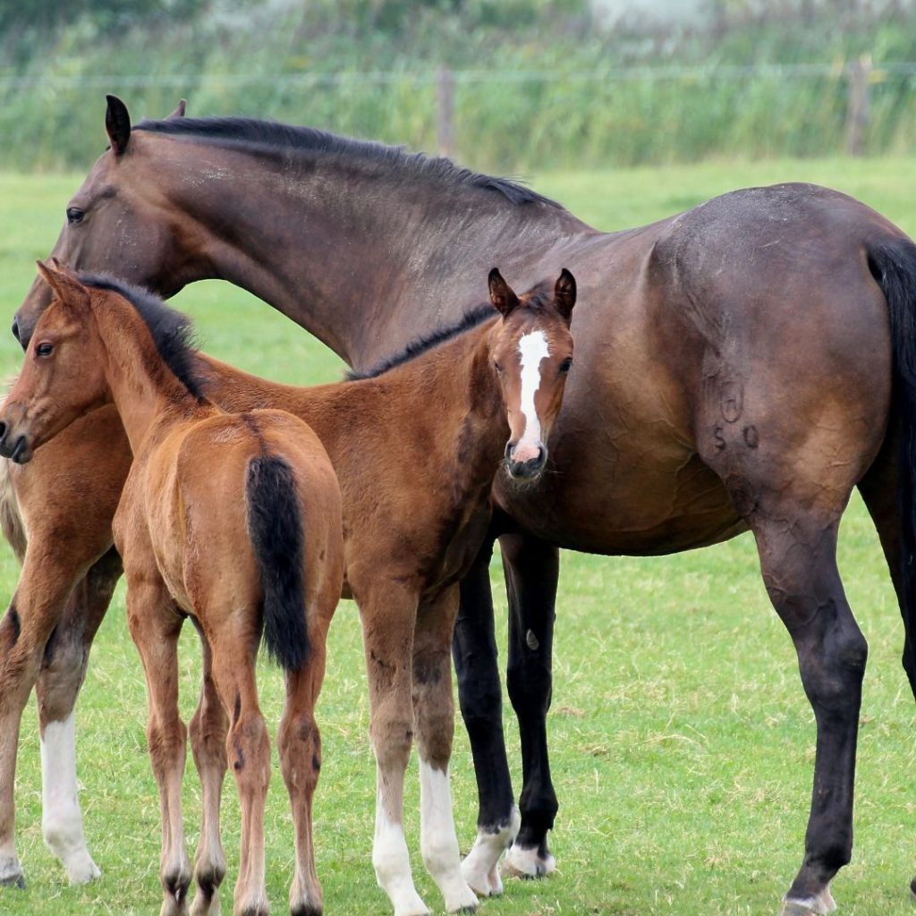 caballos