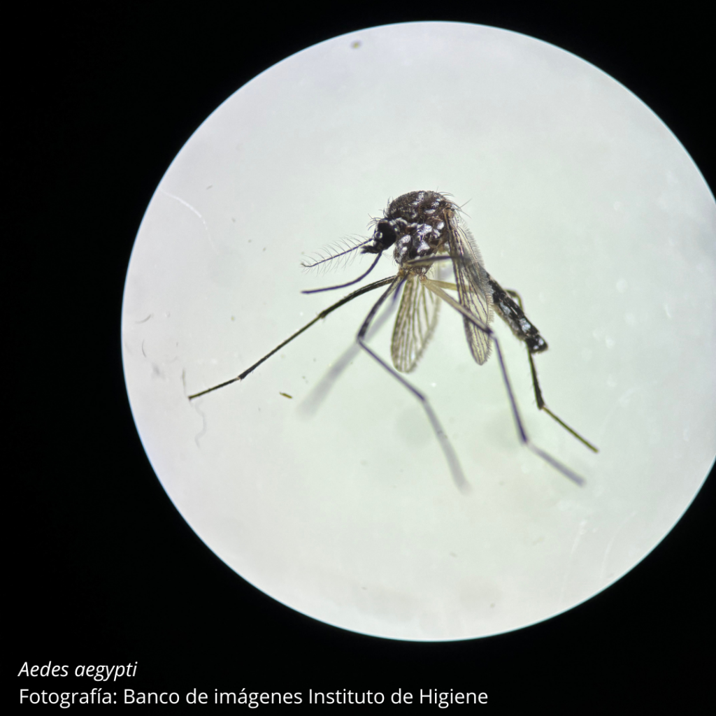 Aedes aegypti